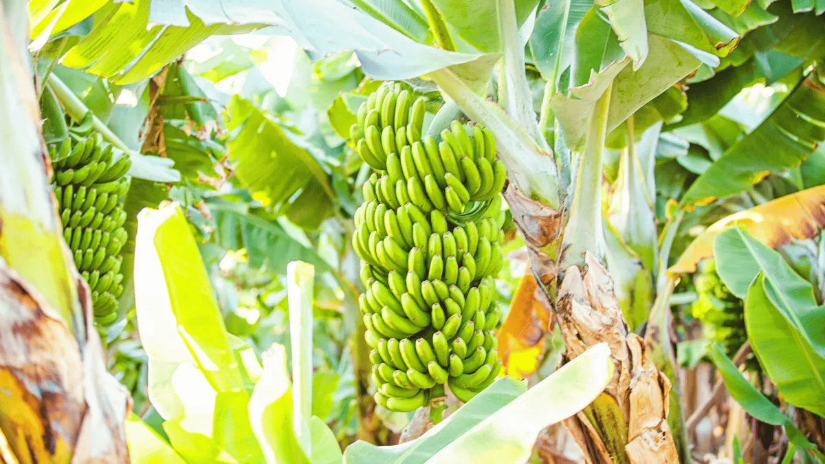 Chuối