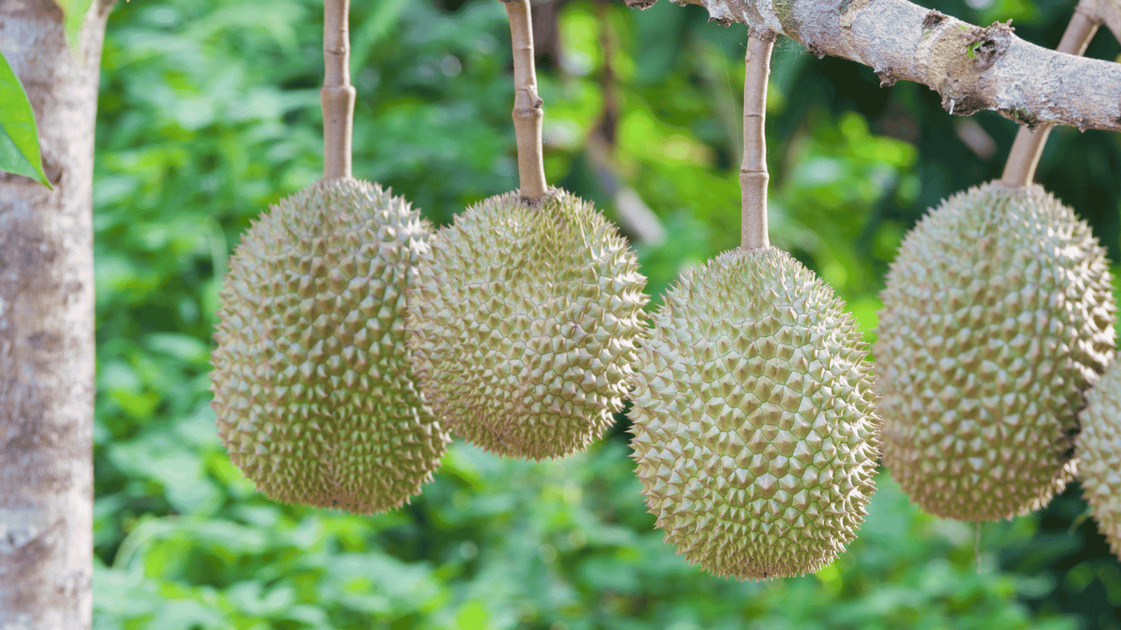 Sầu riêng mới trồng chậm hồi: nên phục hồi rễ trước hay thúc đọt trước?