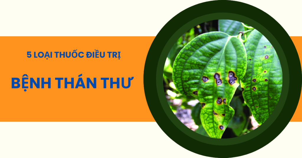 Thuốc điều trị bệnh thán thư ở cây