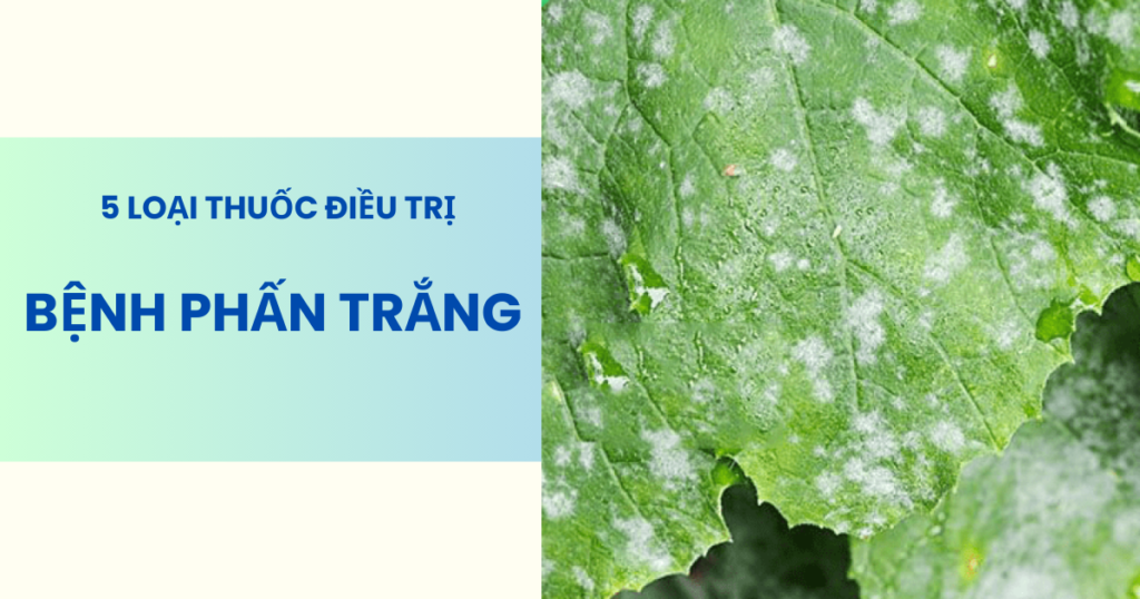Thuốc điều trị bệnh phấn trắng