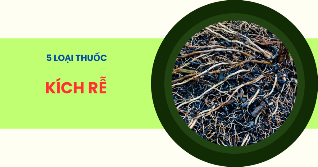 Thuốc kích rễ cho cây