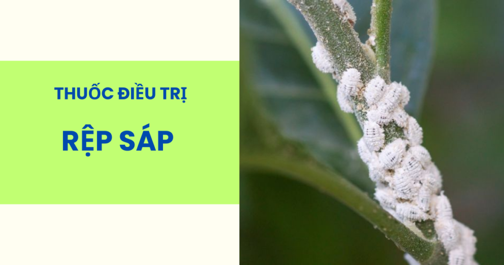 Thuốc điều trị rệp sáp