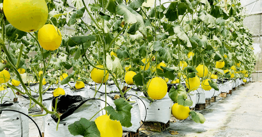 Dưa lưới dễ gãy cuống khi treo trái Gel Sika giúp tăng độ dẻo mô, giữ cuống chắc chắn