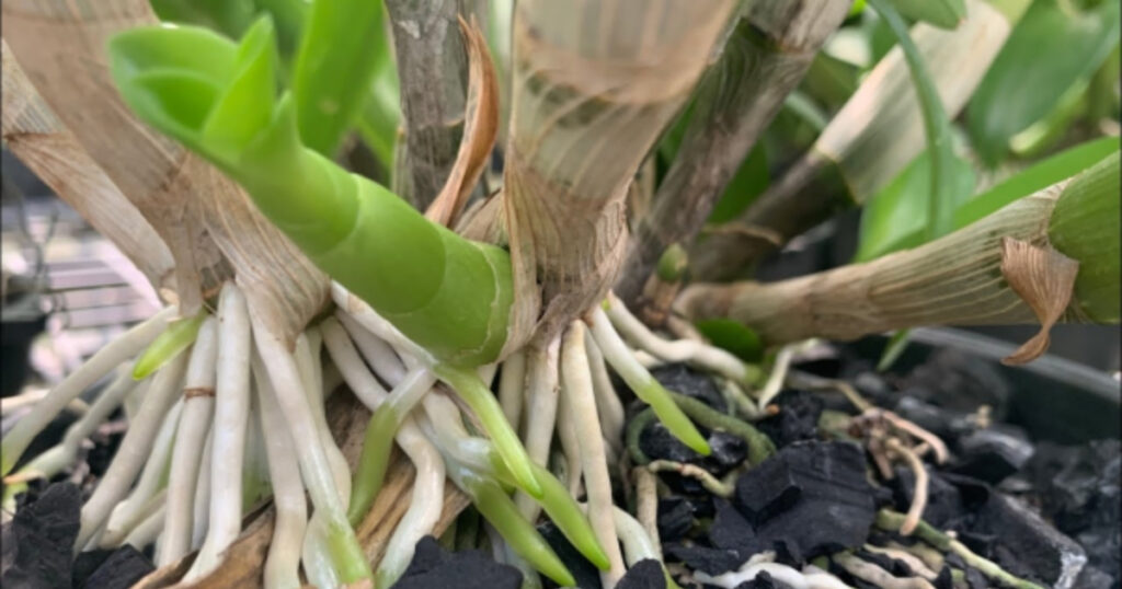 Các loại chế phẩm Trichoderma đang bán trên thị trường hiện nay