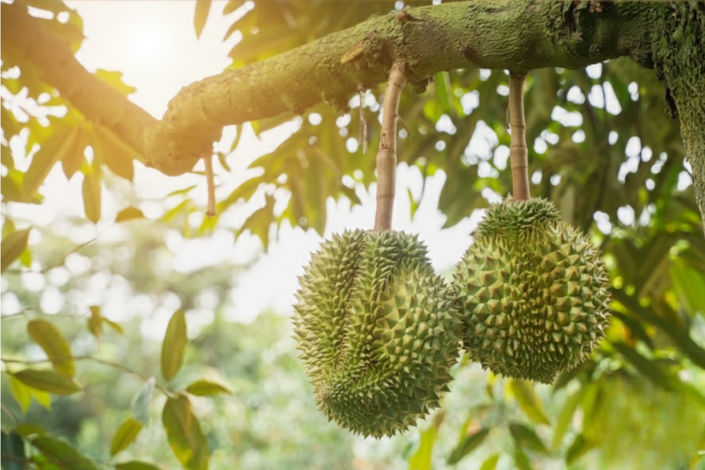 Lựa chọn loại phân bón lá phù hợp cho cây sầu riêng