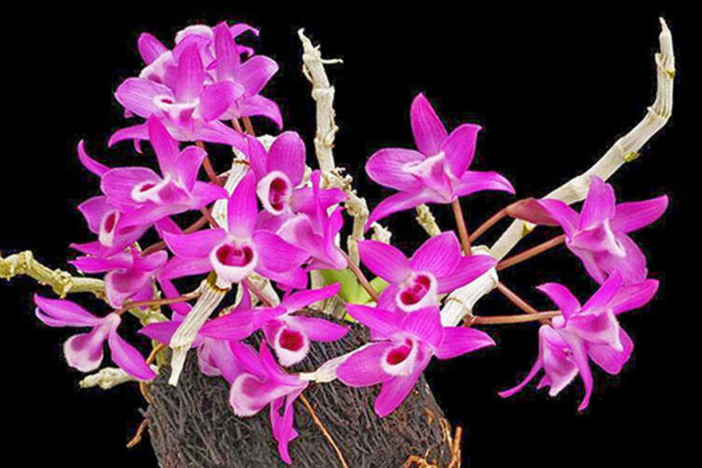 Một số sản phẩm phân bón lá cho hoa lan hiệu quả, tiết kiệm