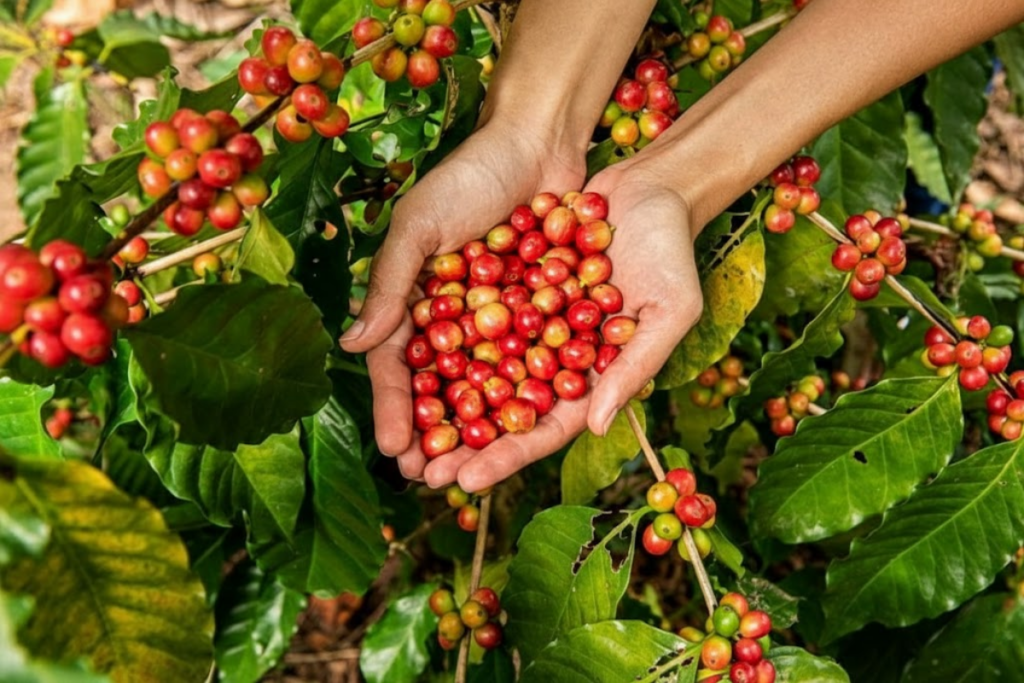 Nên sử dụng phân bón lá nào cho cà phê con mới trồng