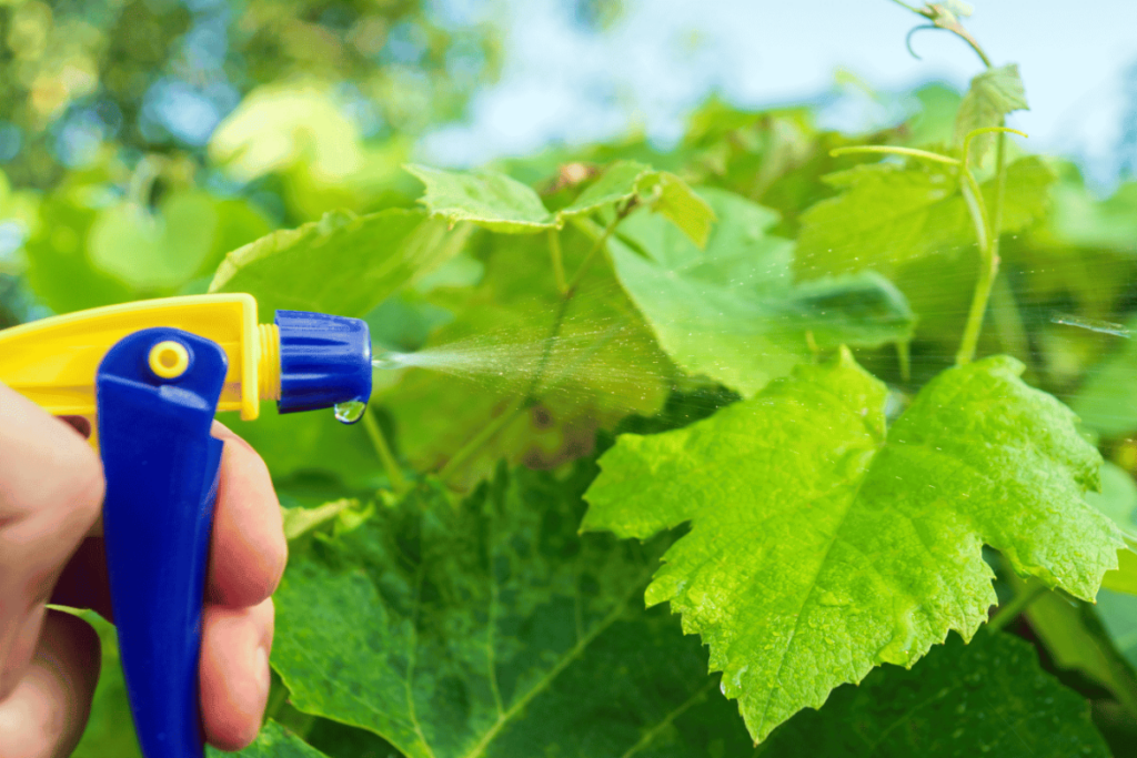 Phân bón lá 10-60-10 Công dụng, cách dùng và lựa chọn sản phẩm phù hợp