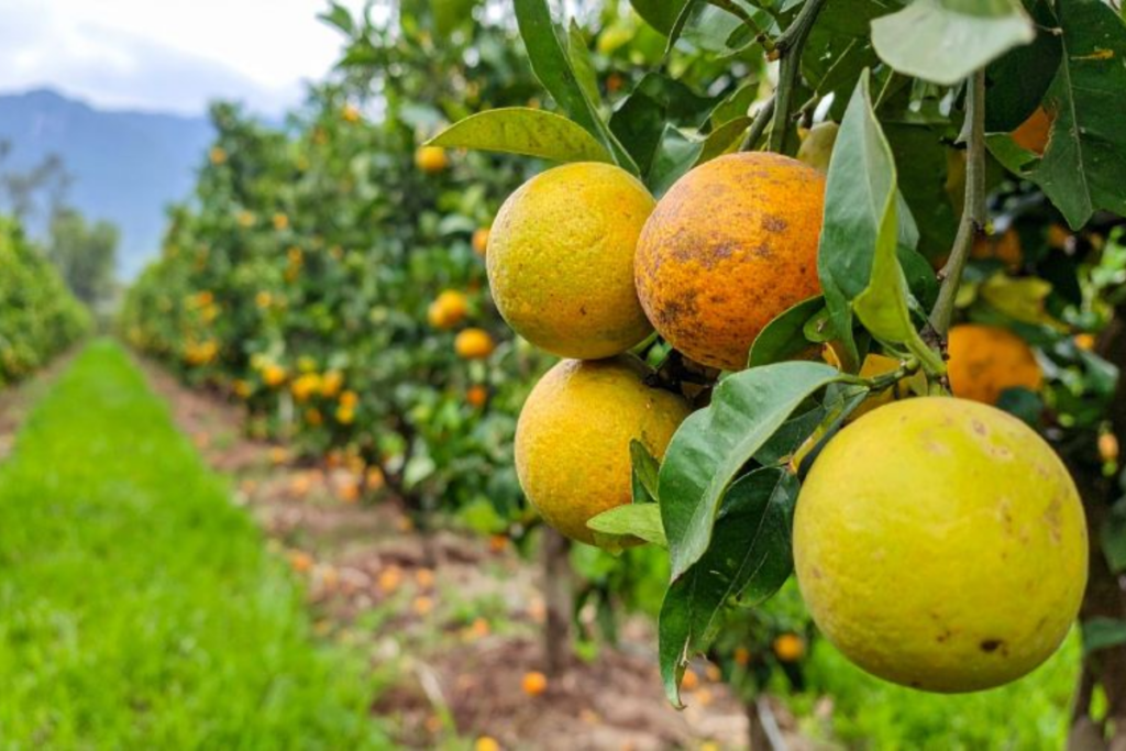 Phân bón lá 30-10-10 Công dụng, cách dùng và lựa chọn sản phẩm phù hợp