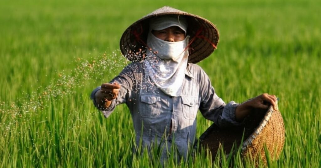 Phân bón lá cho lúa loại nào tốt Đề xuất một số sản phẩm phù hợp