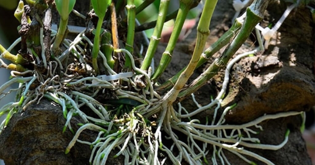 Trichoderma 500g - 200g - 100g Phù hợp cho vườn nhỏ và hộ gia đình