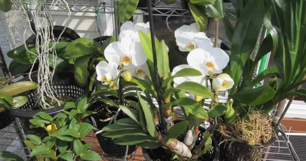 Trichoderma dạng nước 1 lít - 500 ml - 5 lít dùng khi nào