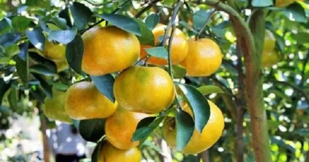 Trichoderma giá bao nhiêu Cập nhật giá theo quy cách và dạng sản phẩm