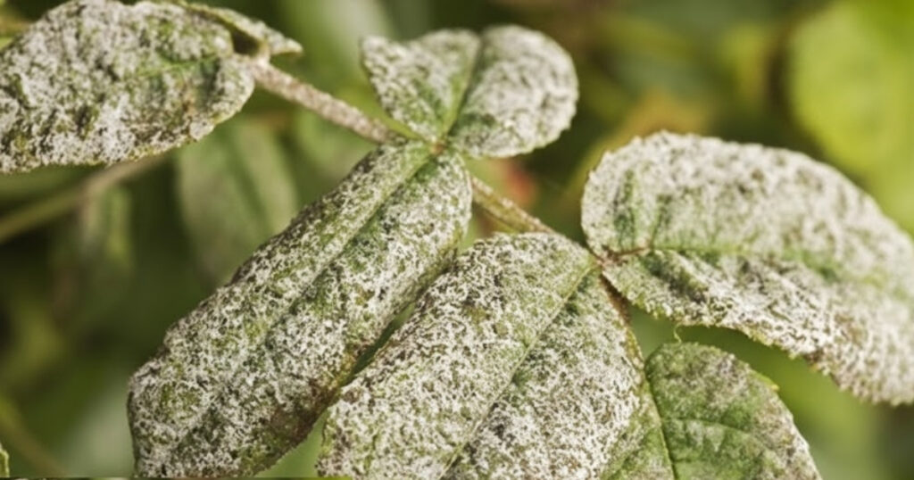 Trichoderma nano, viên nén Có phù hợp với canh tác thực tế không