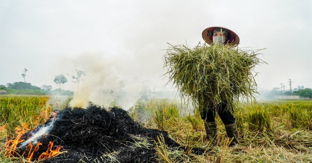 Xử lý rơm rạ bằng Trichoderma Dạng bột hay dạng nước