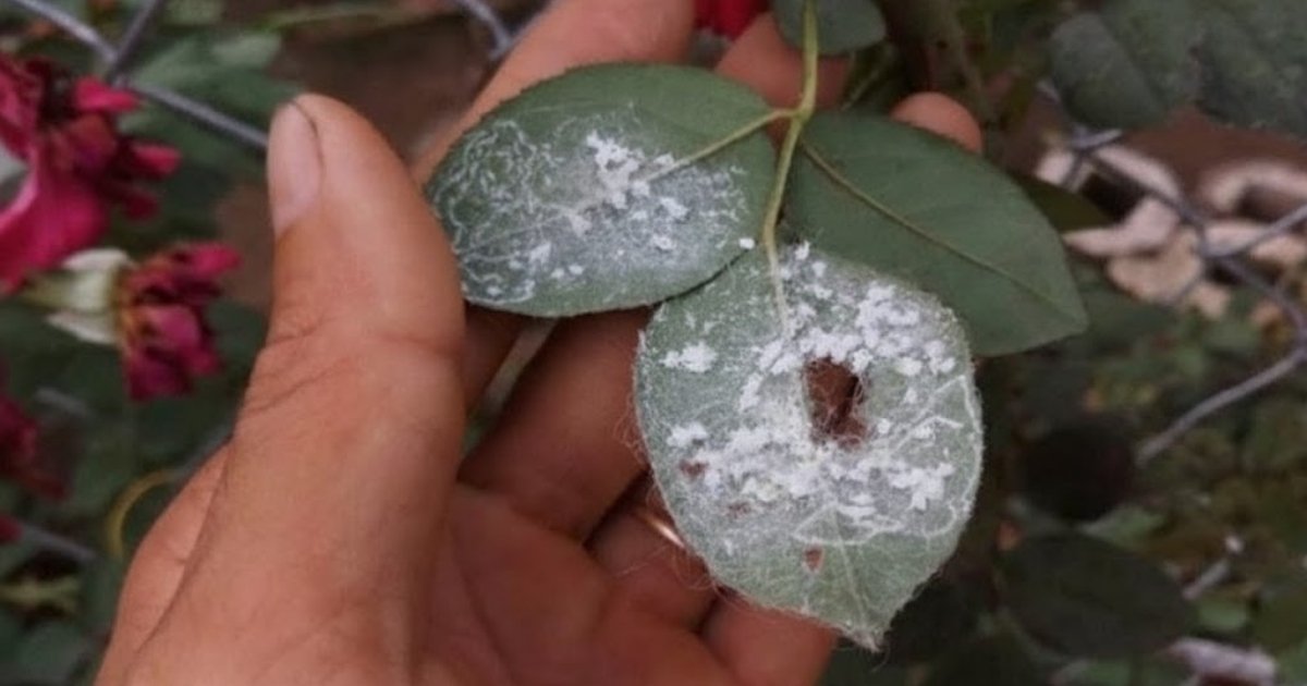 Danh sách thuốc đặc trị rầy phấn trắng ở cây sầu riêng hiệu quả