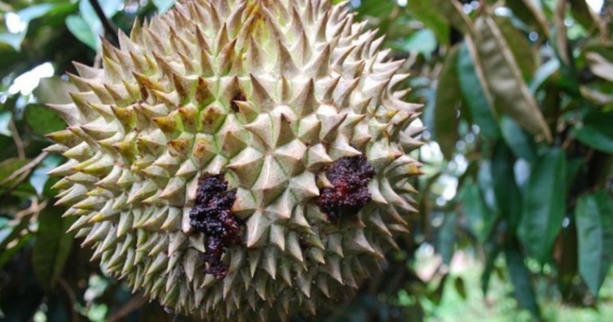 Danh sách thuốc đặc trị sâu đục trái sầu riêng hiệu quả
