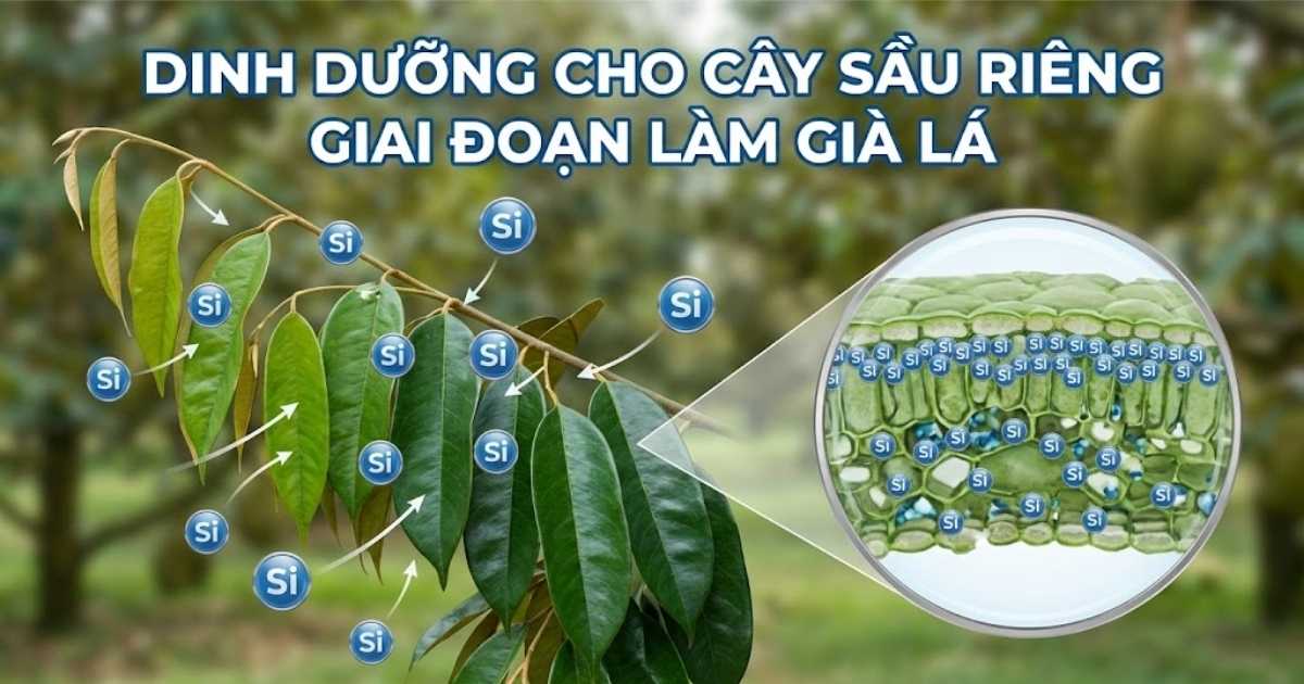 Dinh dưỡng cho cây sầu riêng giai đoạn làm già lá