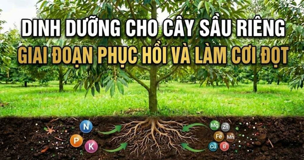 Dinh dưỡng cho cây sầu riêng giai đoạn phục hồi và làm cơi đọt