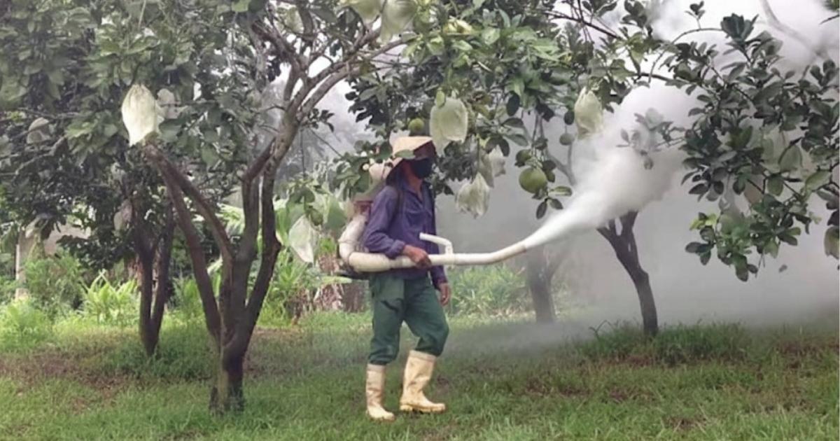 Thuốc trị bọ trĩ sầu riêng dùng loại nào cho tốt 7 loại thuốc mang lại tác dụng nhanh trong thực tế canh tác