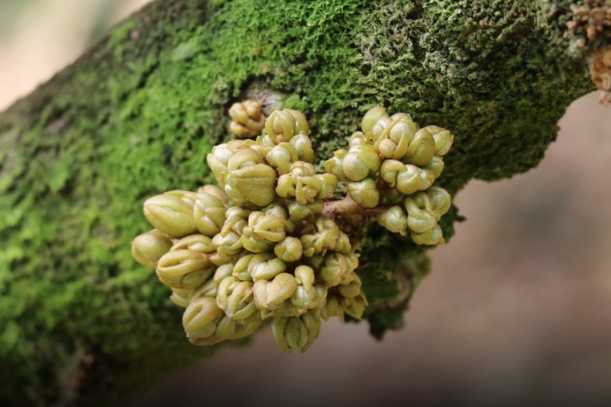 Bo-sung-cho-sau-rieng-giai-doan-phan-hoa-mam-hoa