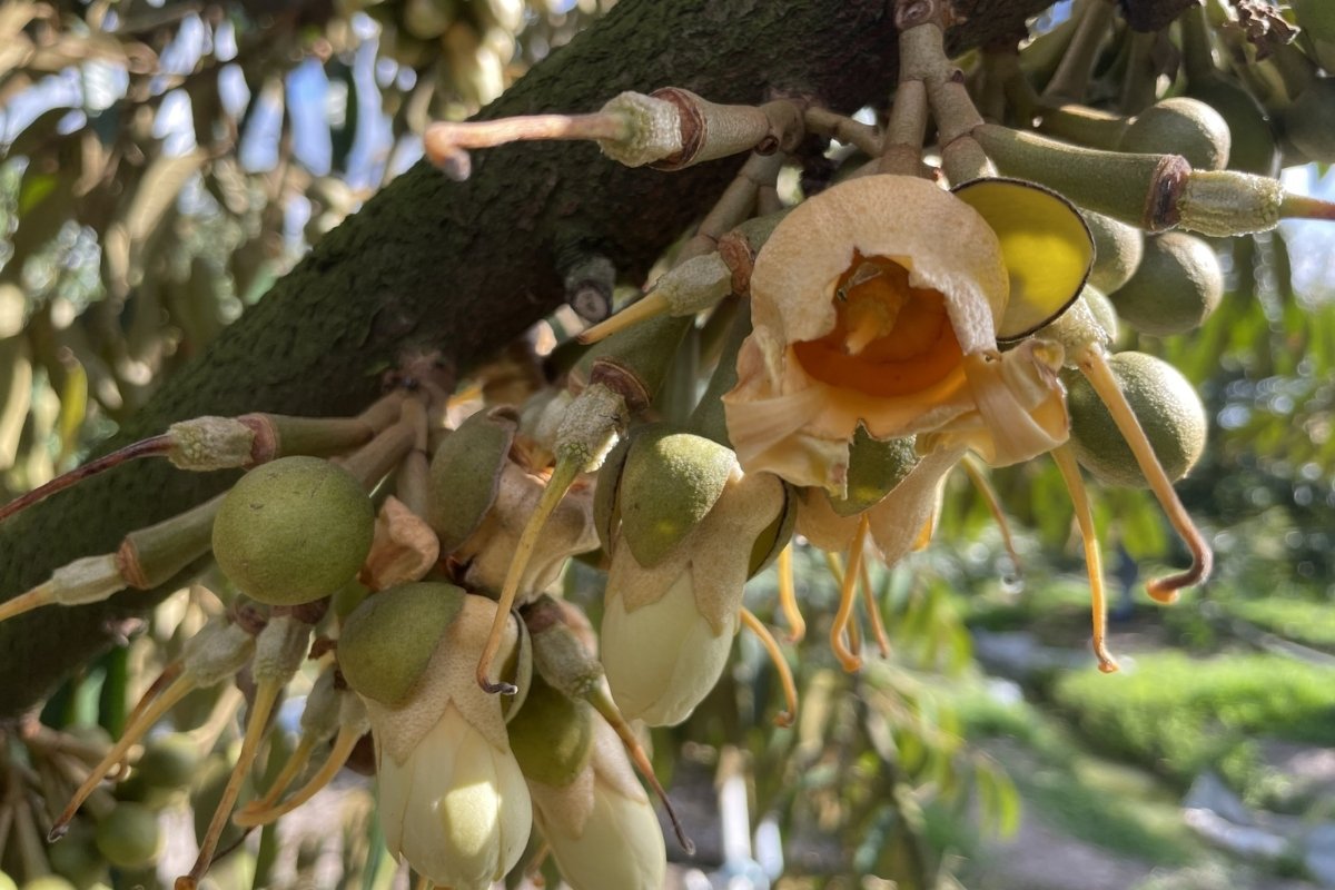 Bo-sung-dinh-duong-cho-sau-rieng-giai-doan-ra-hoa