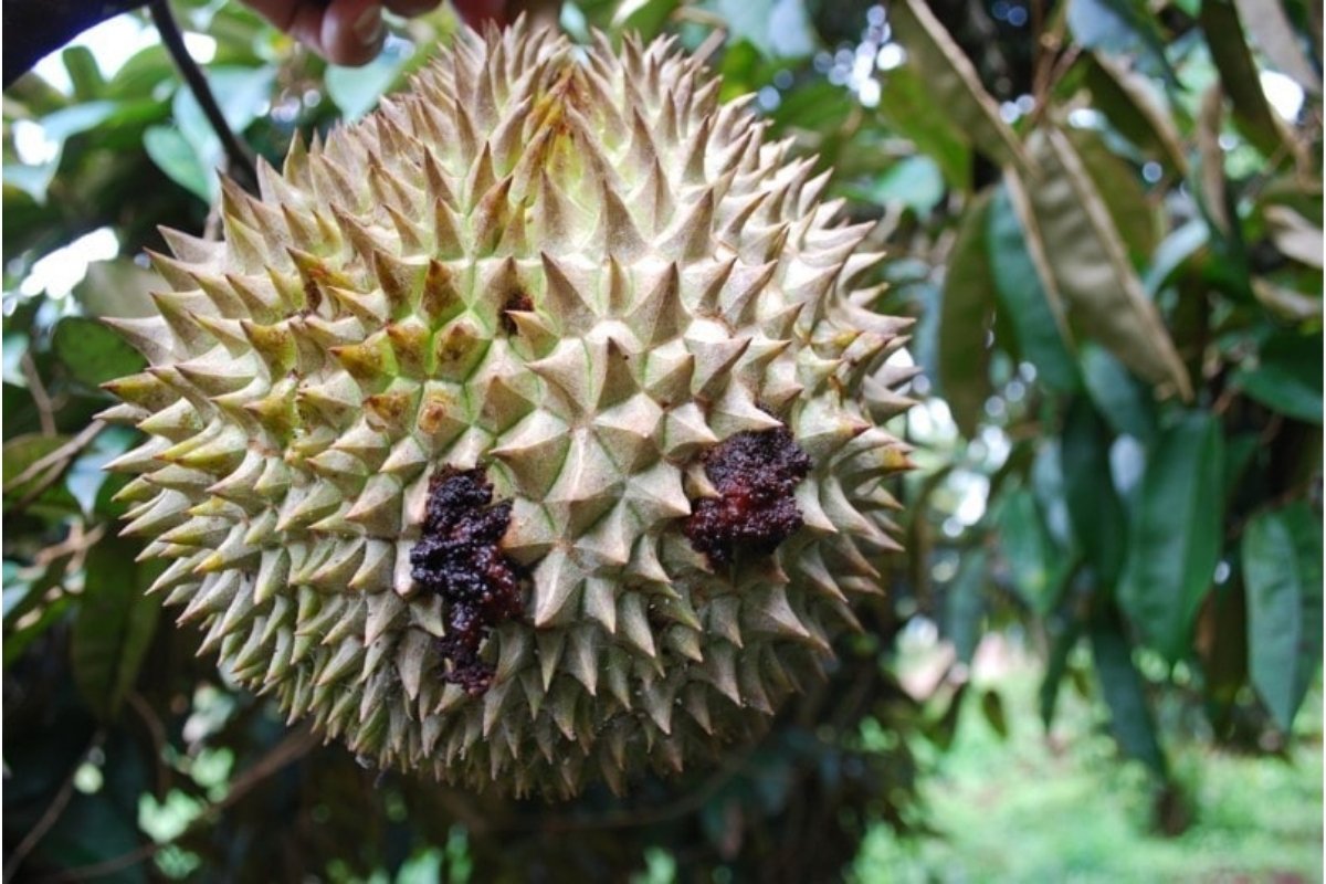 Giai-doan-nuoi-trai-khi-sau-rieng-sau-benh