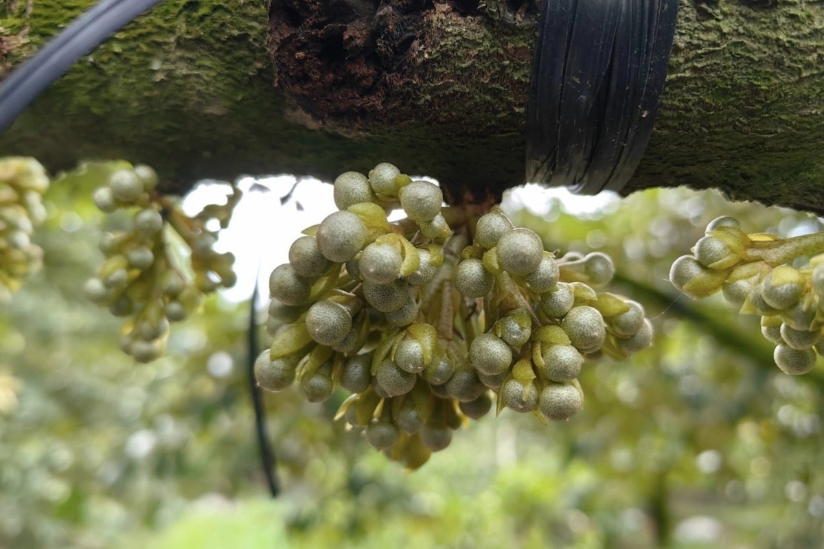 Giai-doan-phan-hoa-mam-hoa-o-cay-sau-rieng