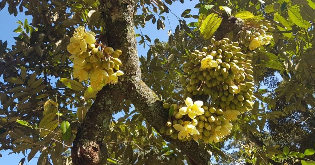 Giai-phap-bo-sung-dinh-duong-sau-rieng-giai-doan-ra-hoa-va-thu-phan