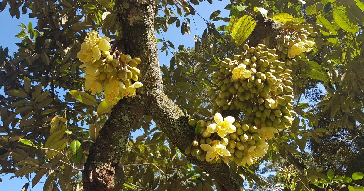 Giai-phap-bo-sung-dinh-duong-sau-rieng-giai-doan-ra-hoa-va-thu-phan