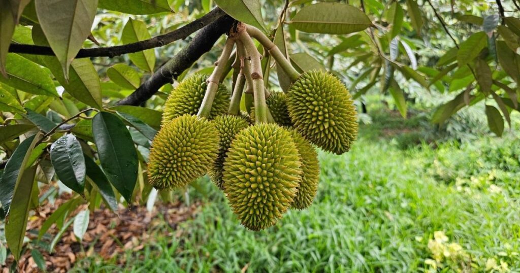 Giai-phap-dinh-duong-sau-rieng-giai-doan-nuoi-trai