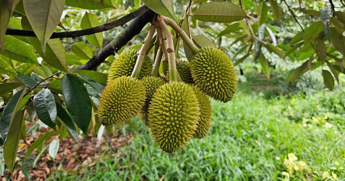 Giai-phap-dinh-duong-sau-rieng-giai-doan-nuoi-trai