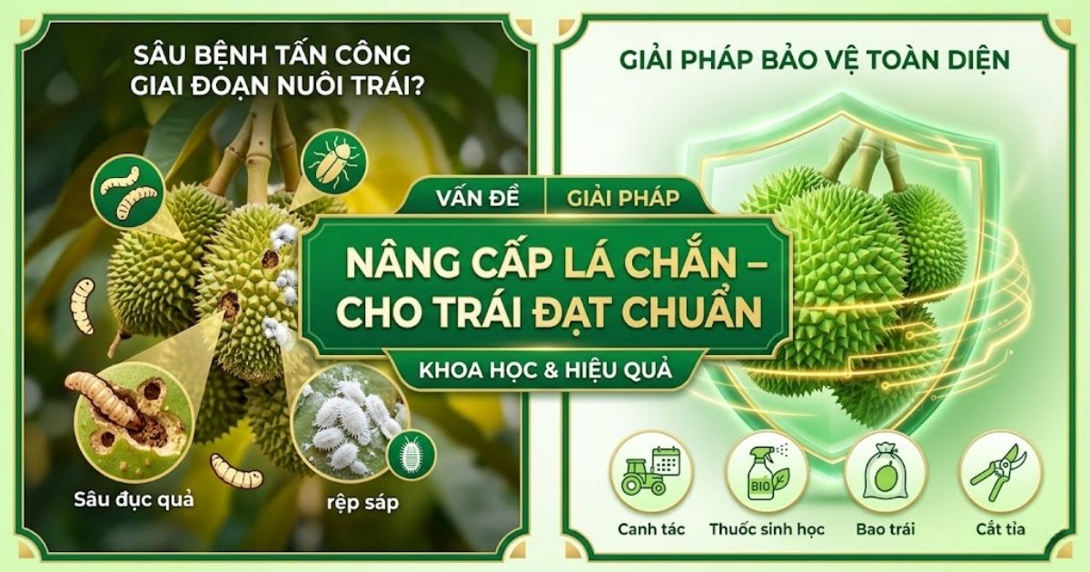 Giai-phap-sau-benh-cho-sau-rieng-trong-giai-doan-nuoi-trai