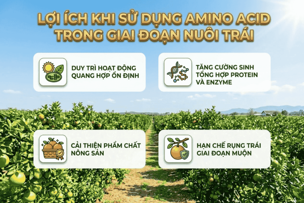 Su-dung-Amino-Acid-giai-doan-nuoi-traii