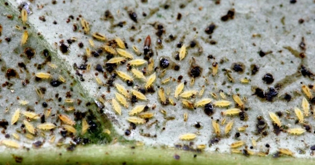 Top-7-san-pham-thuoc-tri-bo-tri-hieu-qua-tren-cay-trong-hien-nay-cap-nhat-2026