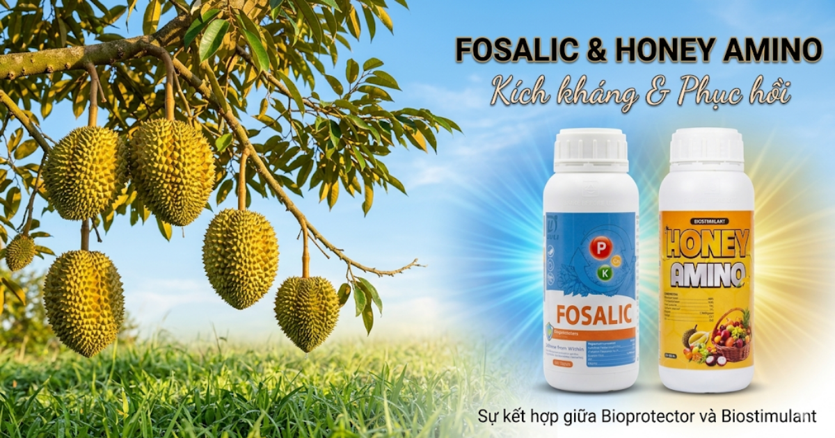Kết hợp Fosalic và Honey Amino