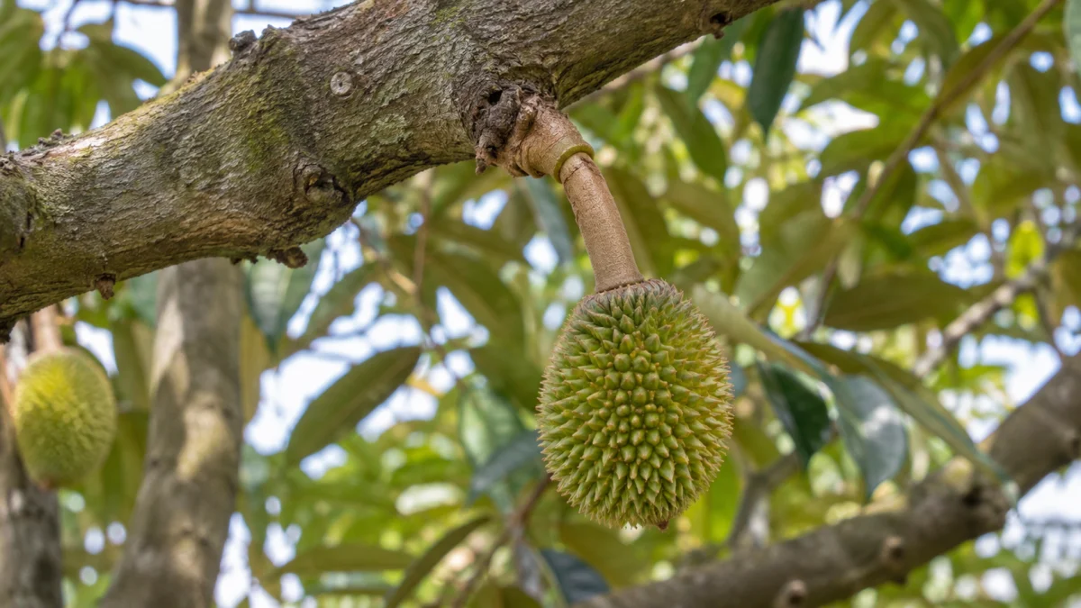 Minh họa AI: Cuống trái non sầu riêng trong giai đoạn giữ trái