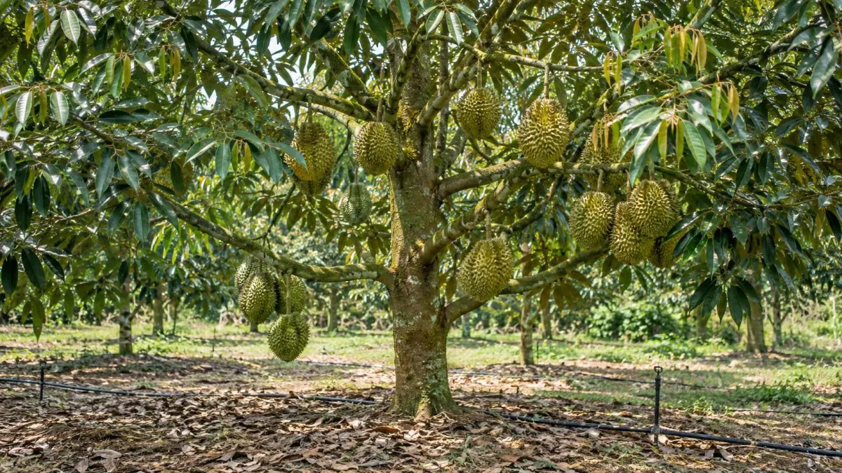 Minh họa AI: Sầu riêng mang trái trong vườn
