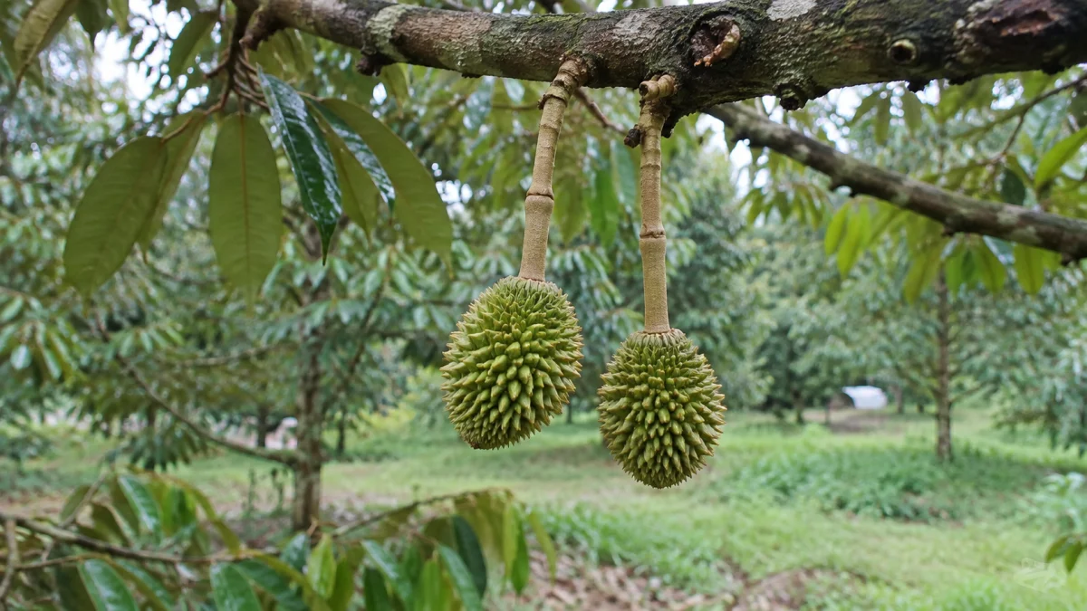 Minh họa AI: sầu riêng rụng trái non sau mưa – quan sát trái còn trên cành, cuống trái và diễn biến rụng sau mưa