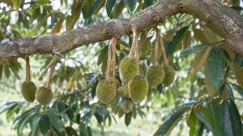 Canxi Bo giữ trái non sầu riêng: dùng thế nào cho đúng?