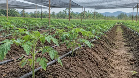 Chăm sóc cà chua 7 ngày đầu sau trồng: nước, rễ và phân