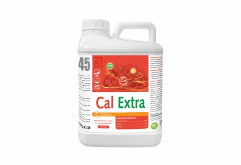 Cal Extra