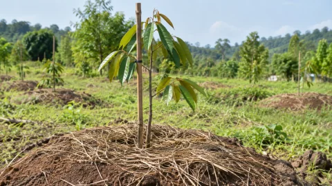 Sầu riêng mới trồng chậm hồi: phục hồi rễ hay thúc đọt?