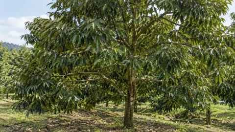 Dừng dưỡng đọt sầu riêng: khi nào chuyển sang làm bông?