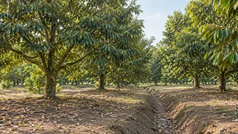 Quản lý nước trước làm bông sầu riêng: khô đến mức nào?