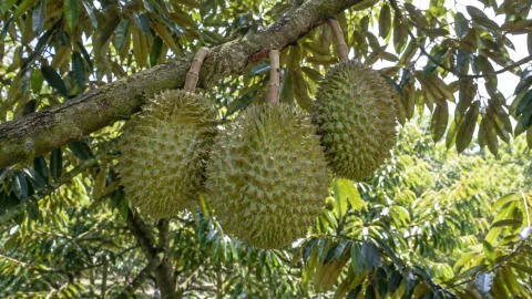 Sầu riêng nuôi trái lớn: cân bằng dinh dưỡng thế nào?
