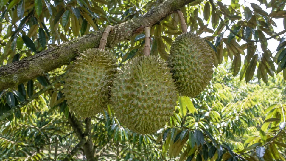Minh họa AI: Sầu riêng trong giai đoạn nuôi trái lớn