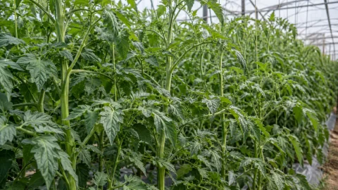 Cà chua tốt lá nhưng chậm ra hoa: cách cân lại cây