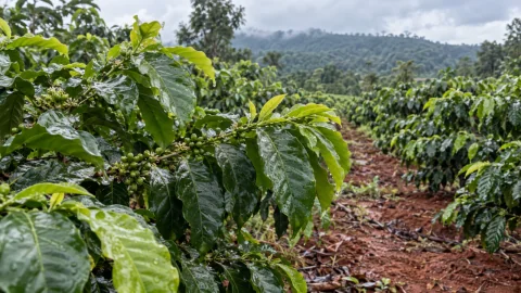 Amino rong biển cho cà phê đầu mùa mưa: khi nào dùng?