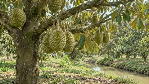 Bộ lá sầu riêng xuống sức khi nuôi trái: giữ lá thế nào?